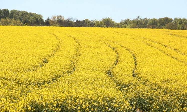 rapsfeld planB Biomasse