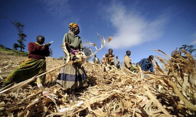 WFP_Innovation_Post-Harvest_Losses