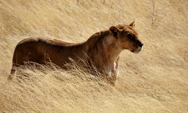 Symbol der LaMonachia 2019: eine Löwin